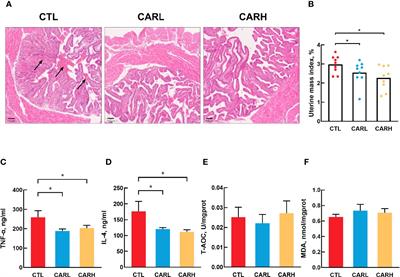 Dietary β-Carotene on Postpartum Uterine Recovery in Mice: Crosstalk Between Gut Microbiota and Inflammation